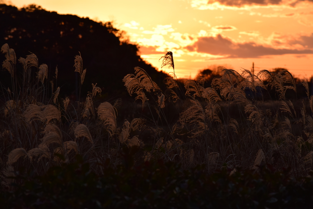 小山に沈む夕日とススキ