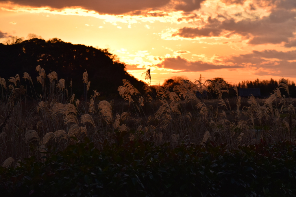 小山に沈む夕日とススキ