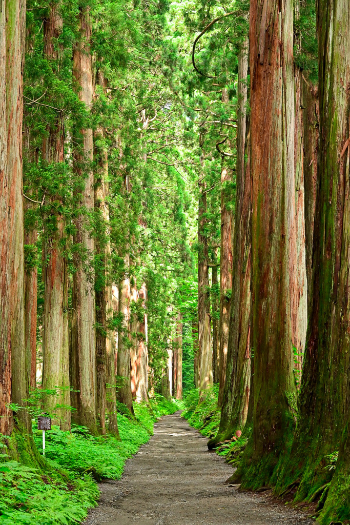 戸隠神社　参道　奥の院