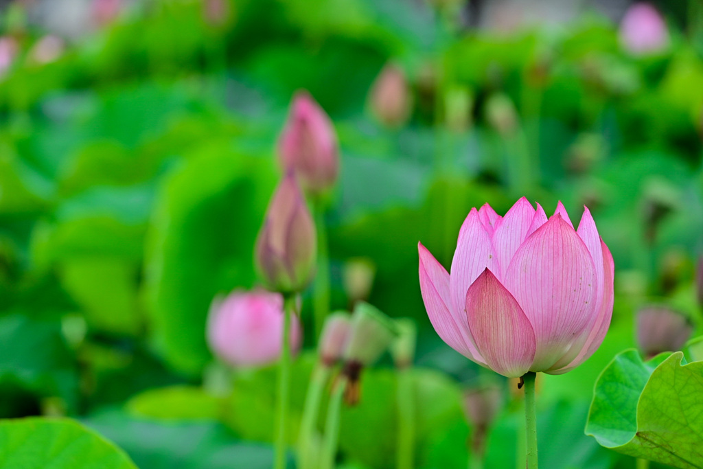 ヤマサ蓮の花苑