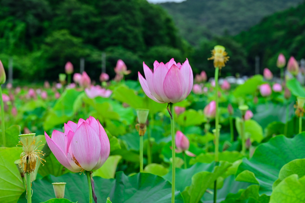 ヤマサ蓮の花苑