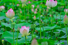 ヤマサ蓮の花苑