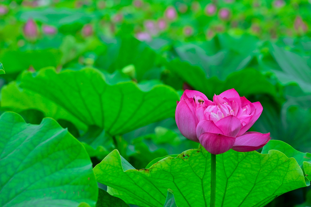 ヤマサ蓮の花苑
