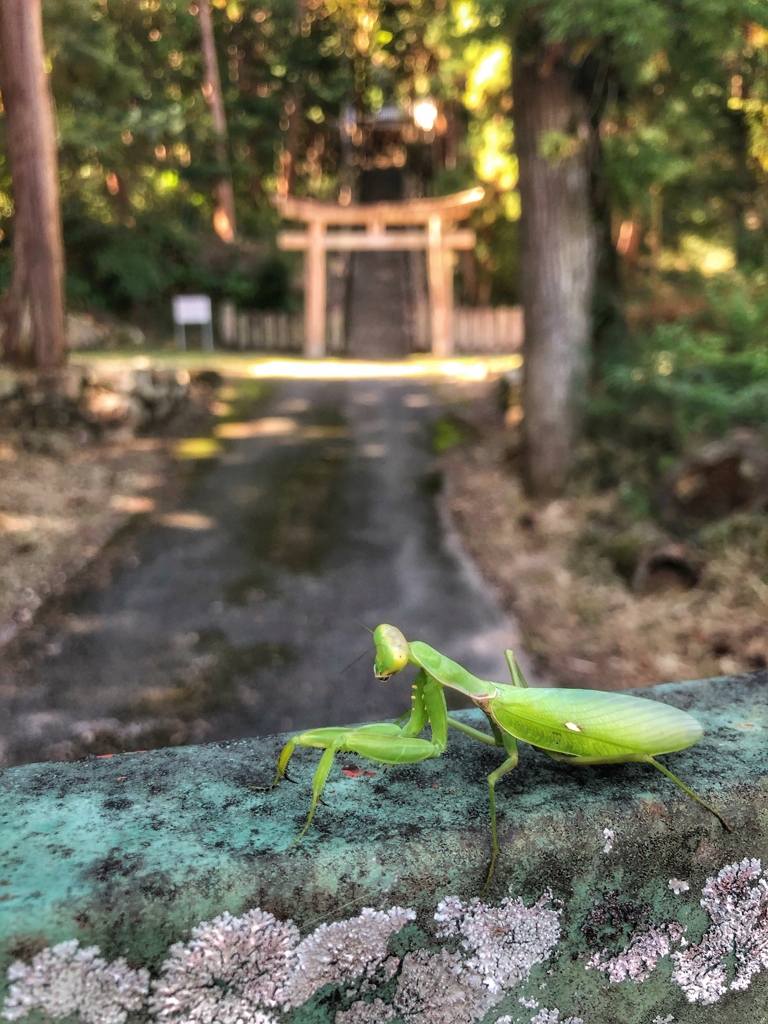 カマキリ