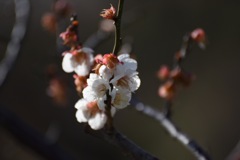 御津梅園
