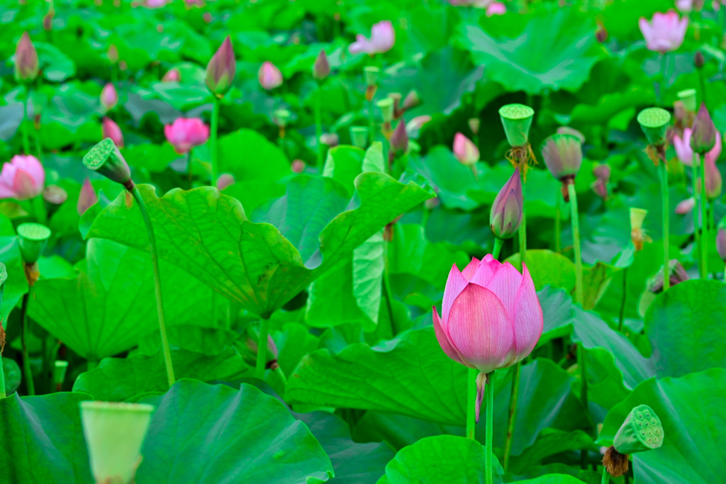 ヤマサ蓮の花苑