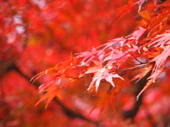 紅葉＠二条城