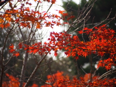 紅葉②
