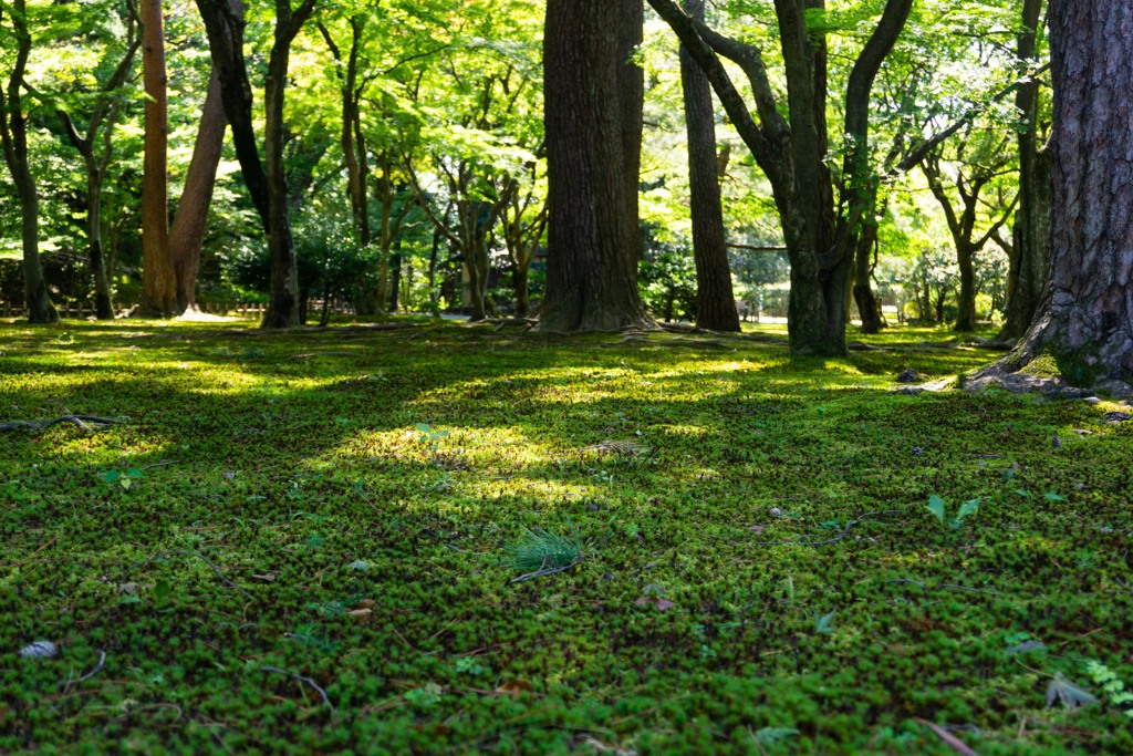 緑の世界