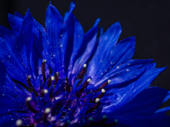 花粉