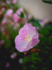 朝顔