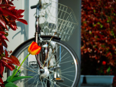 チューリップと自転車