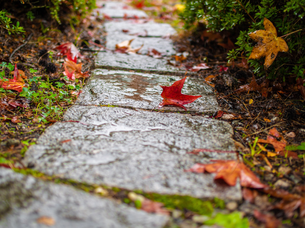 小道の紅葉