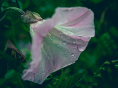 雨後の花