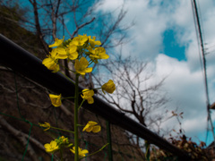 菜の花