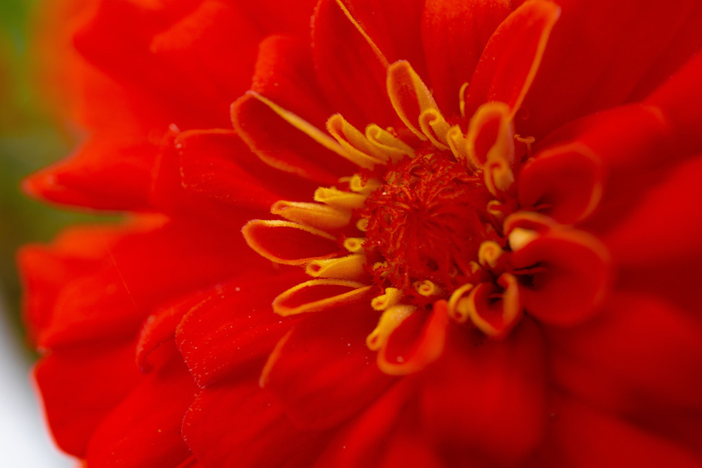 赤の花