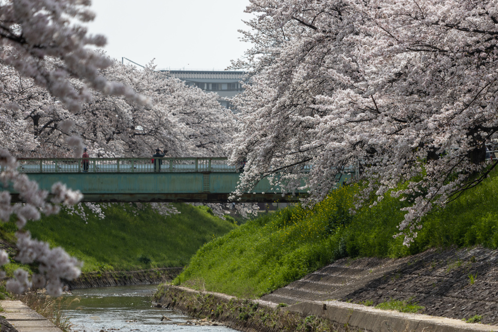 佐保川の桜