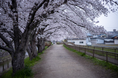桜の道