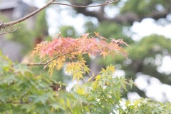 紅葉