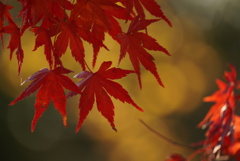 大仙公園 日本庭園にて紅葉撮影