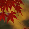 大仙公園 日本庭園にて紅葉撮影