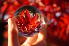 大仙公園 日本庭園の紅葉
