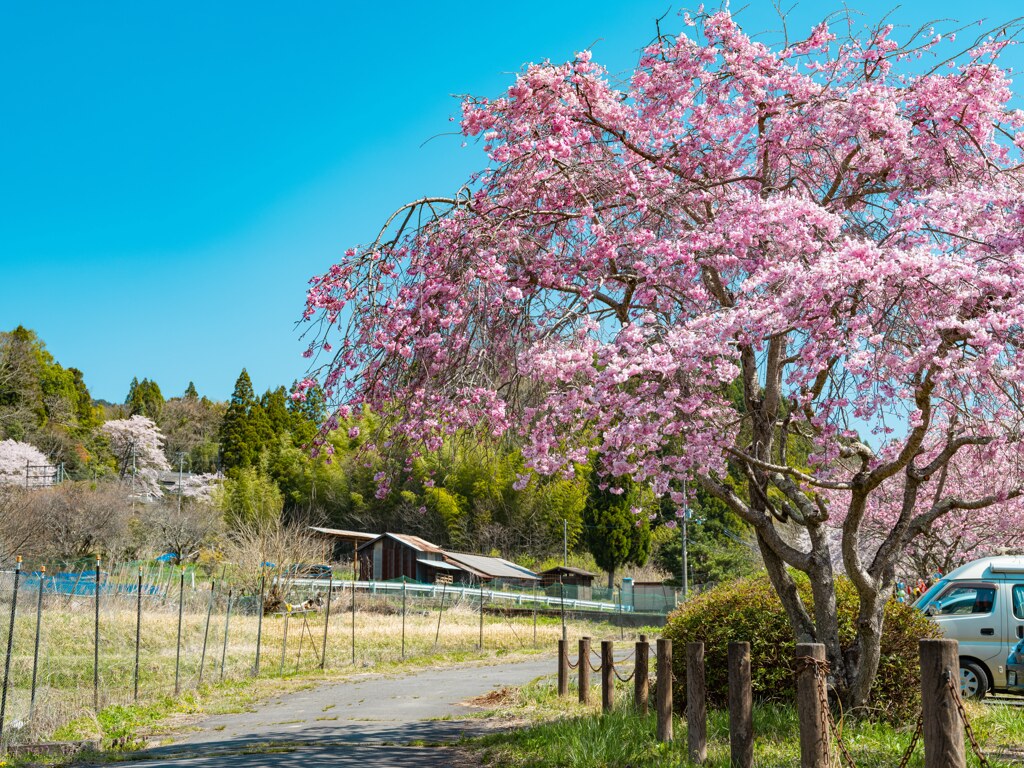 のどか