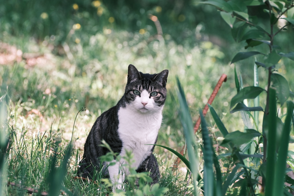 Classic　neg.　Cat
