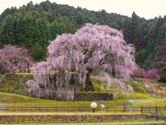 雨中の瀧桜