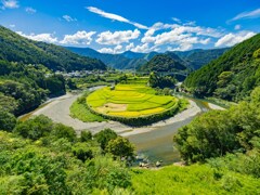 あらぎ島の収穫