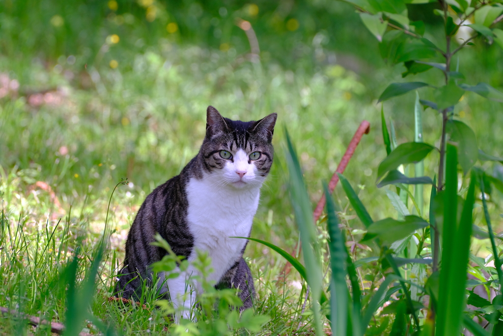 Velvia　Cat