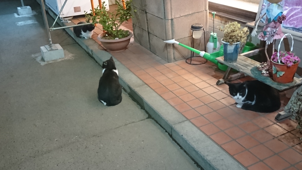 野良猫親子