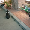 野良猫親子