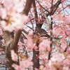 もう春ですね。
