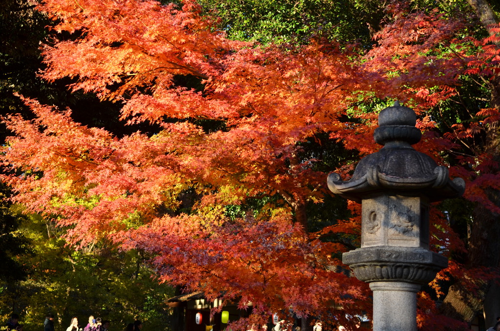 紅葉