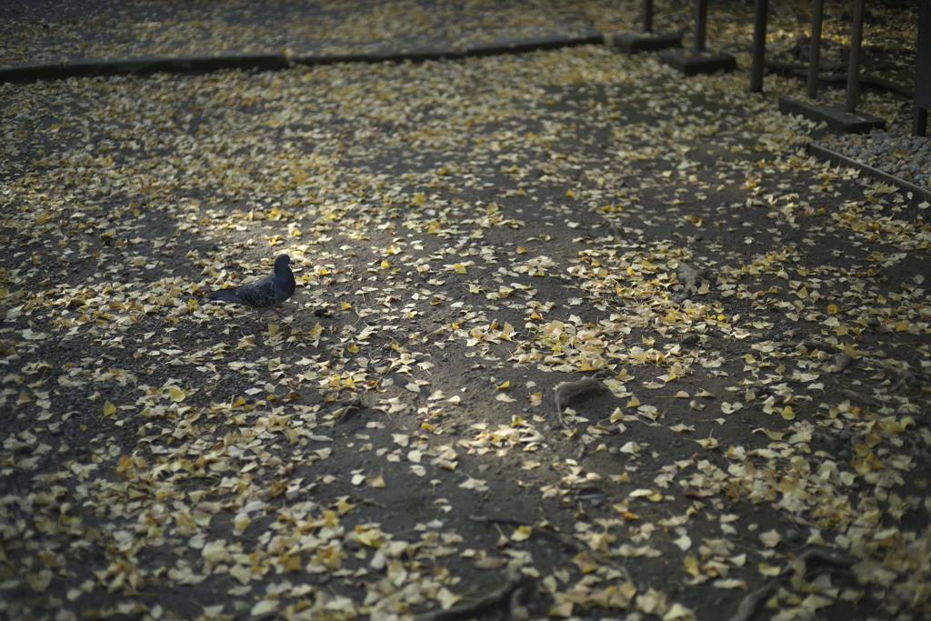 落ち葉と鳩