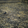 落ち葉と鳩
