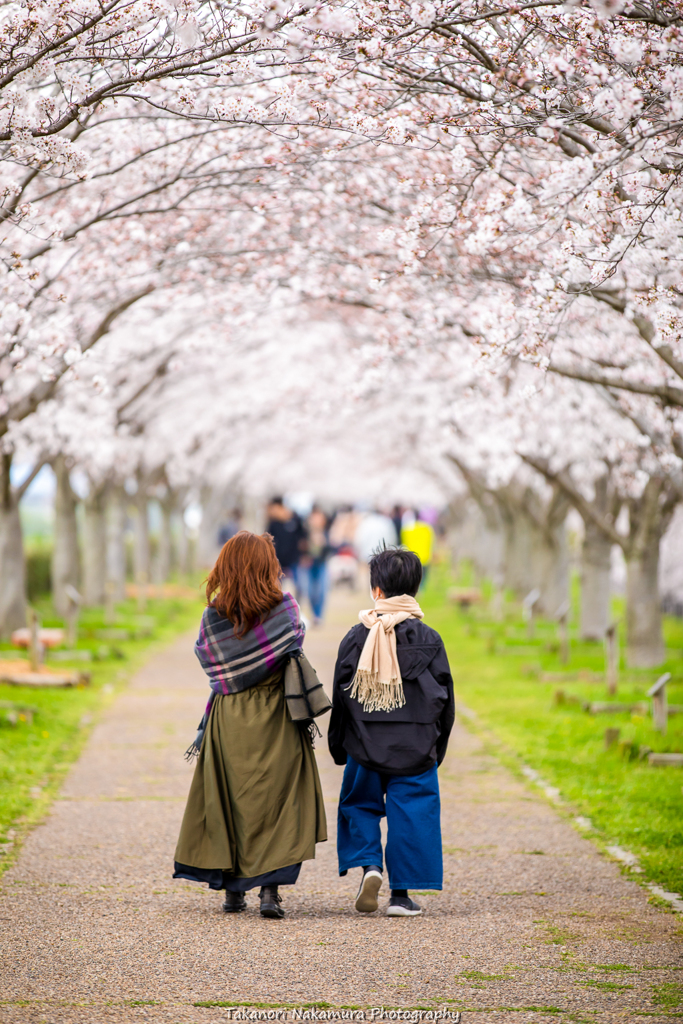 おの桜づつみ回廊