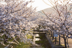 夕陽桜