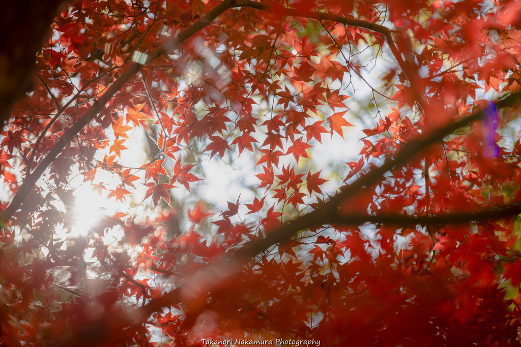 紅葉