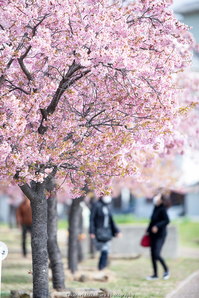 河津桜