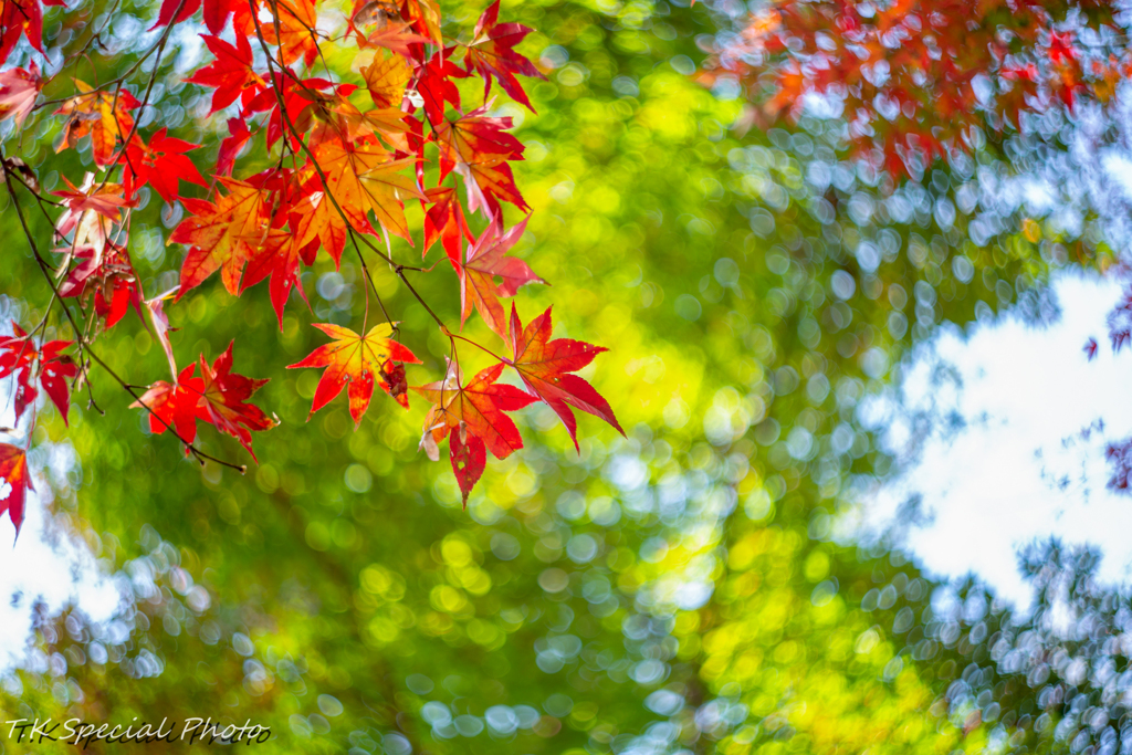 紅葉と緑