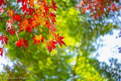 紅葉と緑