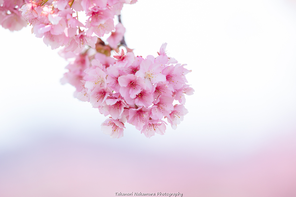 河津桜