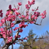 節分のころの梅　その６
