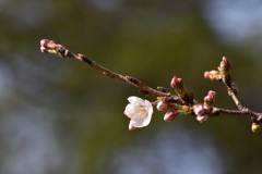 桜　咲き始め　その１