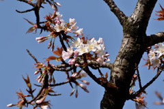 桜　咲き始め　その５