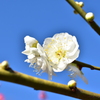 節分のころの梅　その４