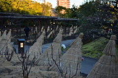 徳川園の冬牡丹　その８