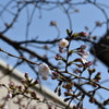 桜　咲き始め　その２